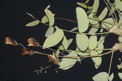 Lagerstroemia parviflora